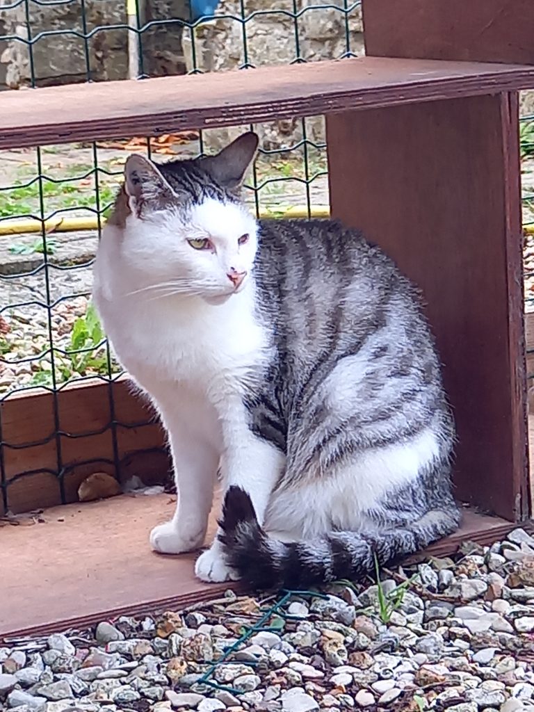 Bienvenue sur le site de l'association Orfélins ! Grâce à vous, nous pouvons continuer à aider des centaines de chatons et chats dans le besoin.