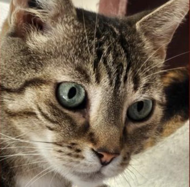 Chez Orfélins, nous sauvons les chats errants, abandonnés ou invisibles.
Et nous leur offrons une seconde chance, grâce à vous.